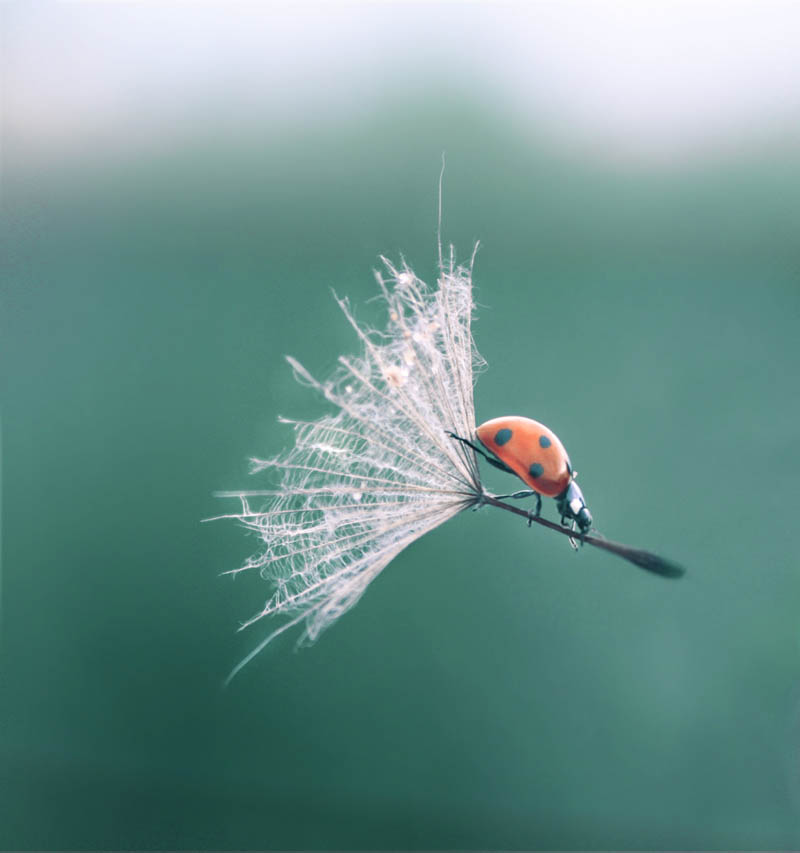http://twistedsifter.com/2011/07/picture-of-the-day-ladybug-lands-with-style/